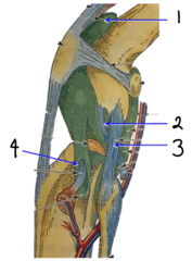 <p>4 (genual joint capsule)</p>