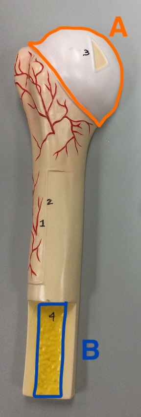 <p><span>Name this part of the long bone A</span></p>