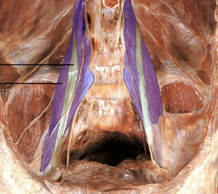 <p>Innervation of the green muscle </p>