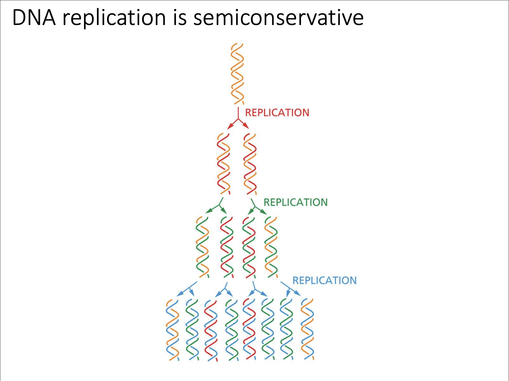 <p><strong>Q: What does it mean that DNA replication is "semiconservative"?</strong></p>