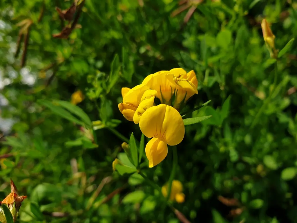 <p>Käringtand   (Fabaceae) (3blad. Ser ut som fågelfotavtryck)</p>