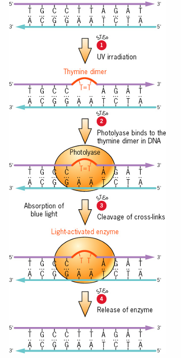 <p>Corrects structure of abnormal nucleotide without replacing the nucleotide.</p>