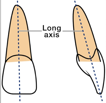 <p>An imaginary line that passes through the center of the tooth</p>