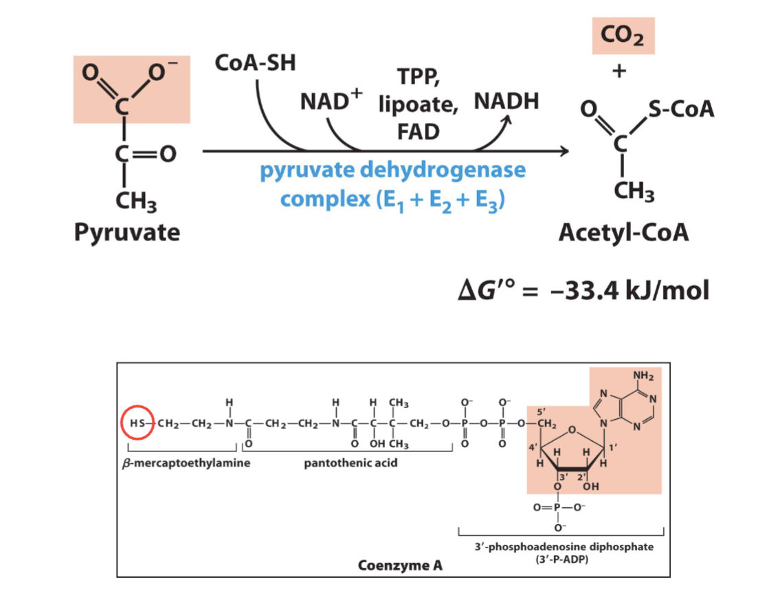 <p>Oxidative decarboxylation of pyruvate: carboxyl group of pyruvate leaves as CO2</p><p>• Pyruvate diffuses into mitochondria through</p><p>large pores in outer membrane</p><p>• Then transported across inner membrane via</p><p>H+-coupled pyruvate specific symporter</p><p>• Mitochondrial Pyruvate Carrier (MPC)</p><p>• Pyruvate that enters mitochondrial matrix is</p><p>converted to Acetyl-CoA for further oxidation</p><p>or to serve as precursors for other</p><p>macromolecules</p>