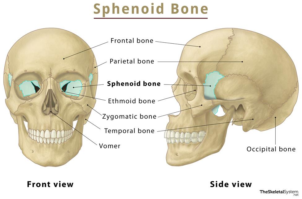 <p>Sphenoid bone </p>