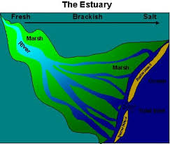 <p><span style="background-color: transparent;"><strong>Estuary</strong></span></p>