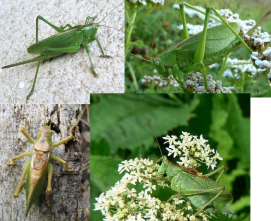 <p>ŘÁD- česky, latinsky</p><p>Podřád- česky, latinsky</p><p>Infrařád- /</p><p>Čeleď- česky</p><p>Rod- /</p><p>Druh- česky</p>