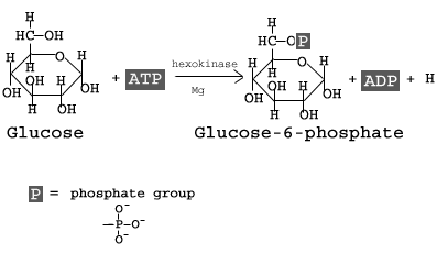 <p>Step 1</p><p>Conversion of glucose to glucose<strong>-6-phosphate</strong></p><p>glucose is phosphorylated using 1 ATP molecule </p><p>ATP → ADP (tri- to di-)</p>