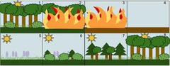 <p>reestablishment of a damaged ecosystem in an area where the soil was left intact</p>