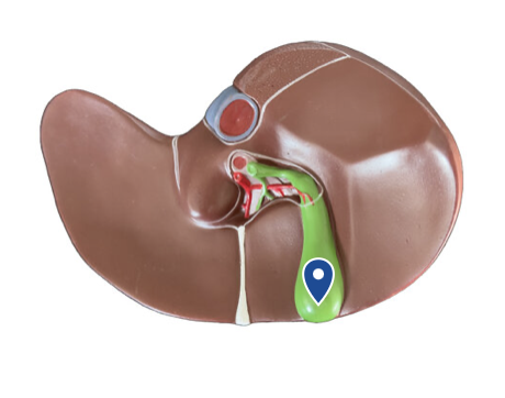 <p>Name this organ.</p>
