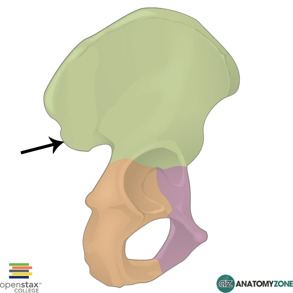 <p>Iliac Spines</p>