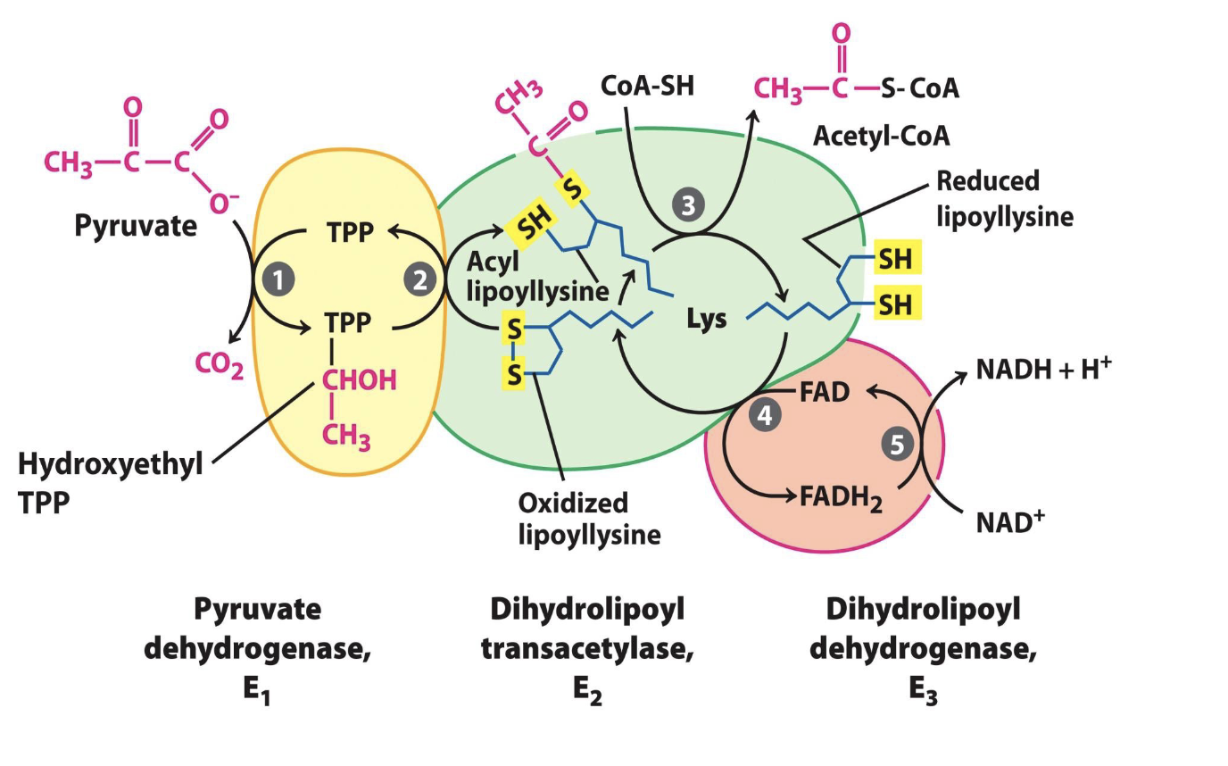 <p><strong>c) </strong>Hydroxyethyl TPP is formed.</p><p><strong>e) </strong>CO<sub>2</sub> is produced and released from the enzyme.</p><p><strong>h) </strong>Pyruvate is decarboxylated.</p>