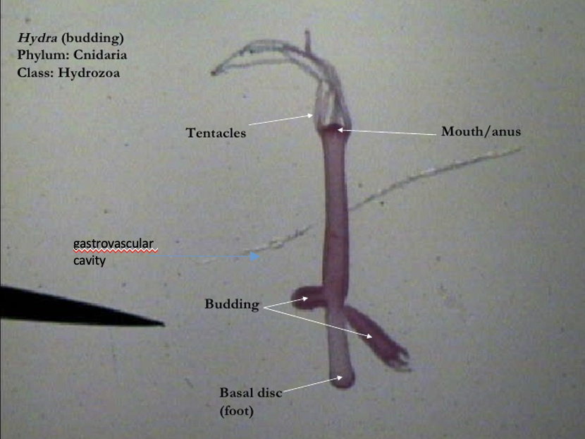 <p>The asexual reproduction process of a Hydra (a type of Cnidaria) polyp </p><p>Note that this is not a colony like Obelia!! This is an individual!!! But they’re both polyps!! OKAY!!!</p>