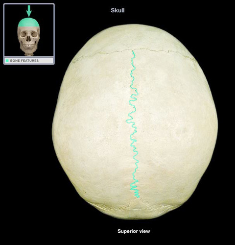 <p>What suture is this?</p>