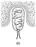 <p>-respond to active touch (during object exploration)</p>