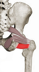 <p>lateral aspect of ischium, anterior to Ischial Tuberosity</p>
