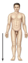 <p>Inferior</p>