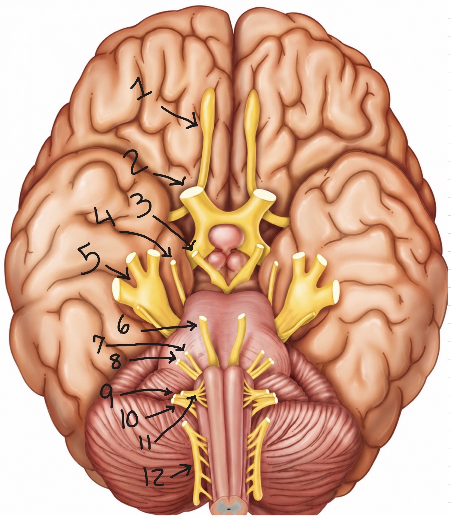 <p>Which nerve is labeled as #6?</p>