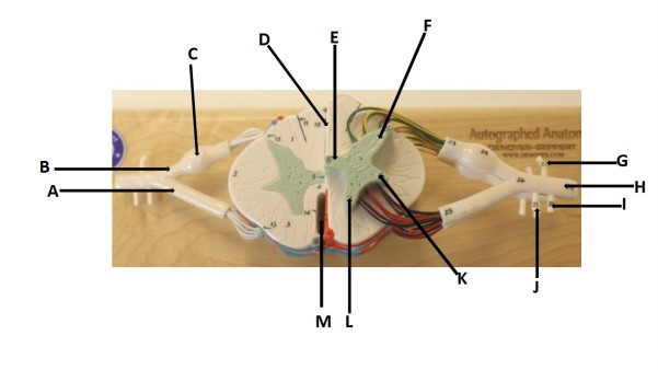 <p>C</p>