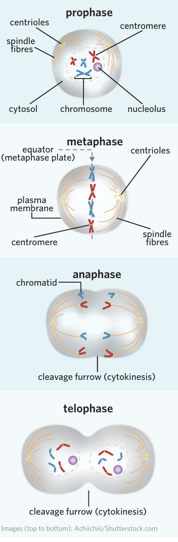 <p>Prophase</p><p>-Chromatin condeses into chromosones</p><p>-Centrioles migrate to poles of cell</p><p>-Spindle fibres form</p><p>-Nuclear membrane breaks down</p><p></p><p>Metaphase</p><p>-Chromosomes line up at the equator</p><p>-spindle fibres attach to centromeres</p><p></p><p>Anaphase</p><p>-Sister chromatids separate to opposte poles</p><p>-Centrosomes spilt</p><p></p><p>Telophase</p><p>-Chromosomes decondense</p><p>-Two nuclear membrane form</p><p>Two nuclei are produced</p><p></p><p></p>