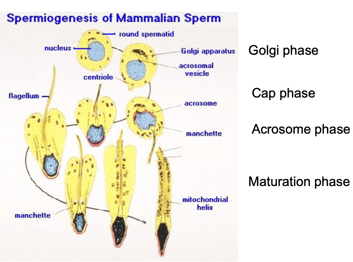<ol><li><p>Golgi phase — formation of Golgi apparatus</p></li><li><p>Cap phase (acrosome development continues, flagellum elongates)</p></li><li><p>Acrosomal phase (maturation of head, acrosome + machete + elongation)</p></li><li><p>Maturation phase (manchette disappears, mitochondria migrate, postnuclear cap formed)</p></li></ol><p></p>