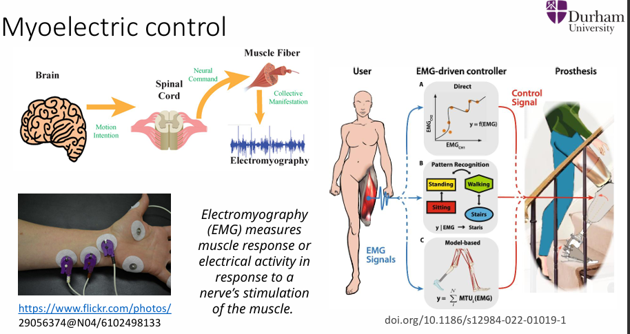 <p>Electromyography (EMG) measures muscle response or electrical activity in response to a nerve’s stimulation of the muscle</p>
