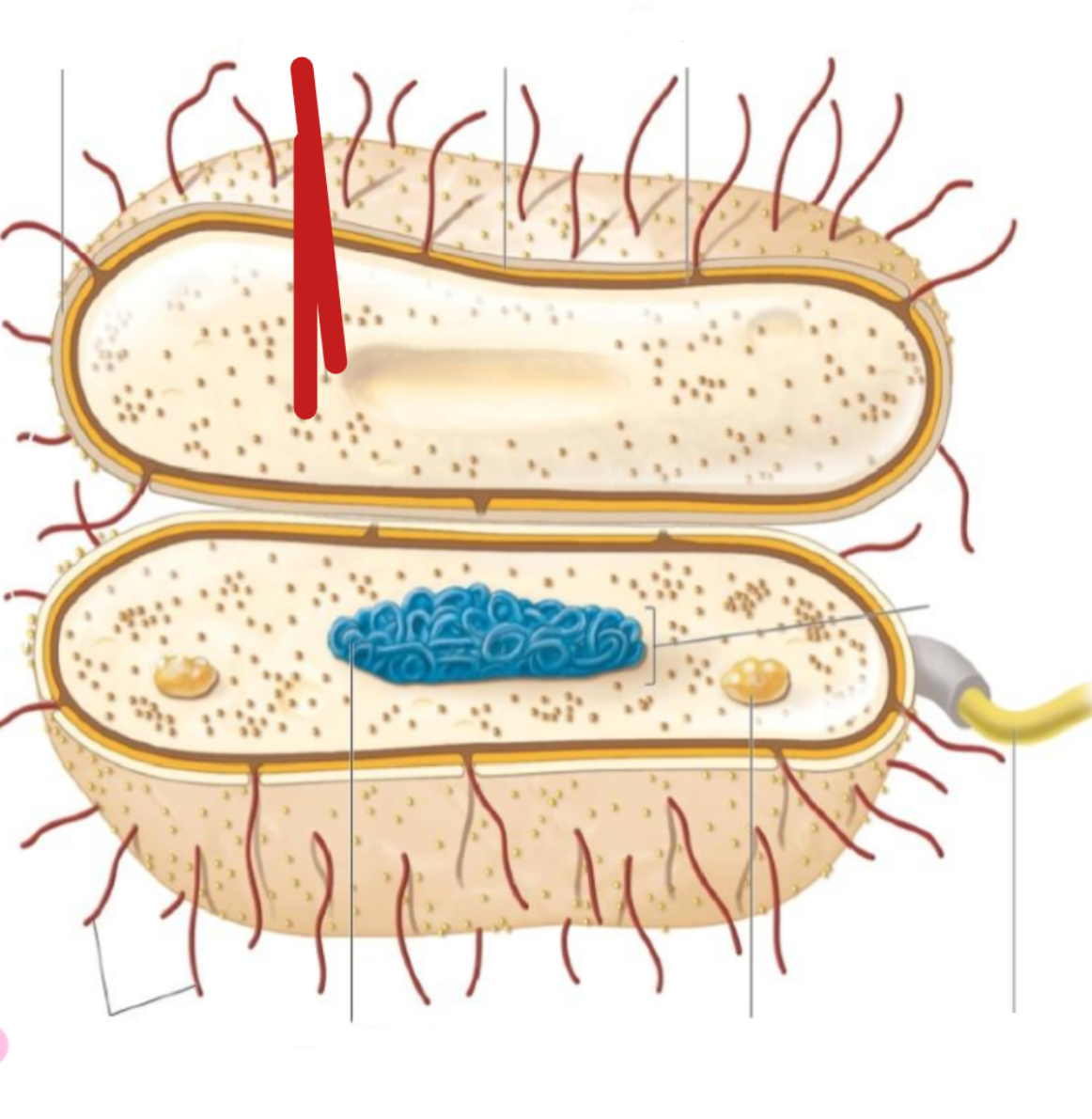 <p>ribosomes</p>