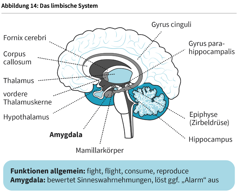<p><strong>Neurophysiologische Grundlagen der Emotionsverarbeitung: </strong><em>(zentrale, bei Emotionsvearbeitung beteiligte neuronale Strukturen) </em></p><ul><li><p>neural</p></li><li><p><strong>das limbische System:</strong></p></li><li><p>Funktionen</p></li><li><p>bei zentralen Strukturen <em>(laut Schandry; Übersicht Informationen zu Theorien)</em></p></li><li><p>aktuelle Literatur<em> (siehe Abb. limbisches System)</em></p></li></ul><p></p>