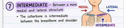 <p>between a more medial and more lateral struct. </p>
