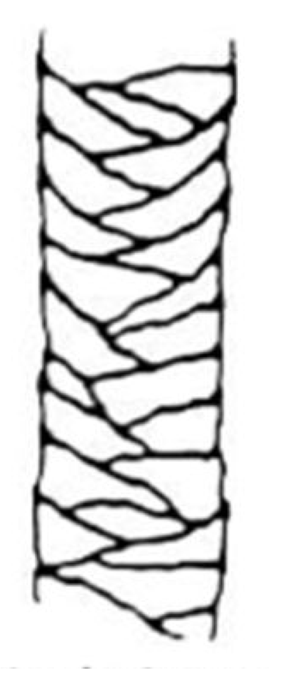 <p>overlapping scales</p><p>found in humans!</p>