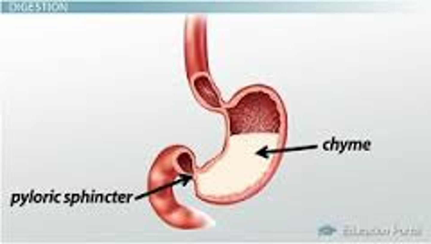 <p>It increases the surface area of food by breaking it down into smaller components. It also stimulates digestive glands (gallbladder and pancreas) to secrete their respective solutions (bile, digestive enzymes, and bicarbonate)</p>