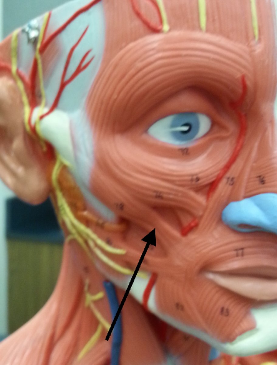 <p>action: draws corner of mouth upward &amp; lateral</p><p>*innervated by CN VII (Facial n.)</p>