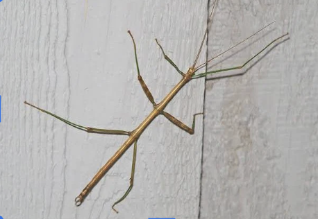 <p>Phasmida</p>