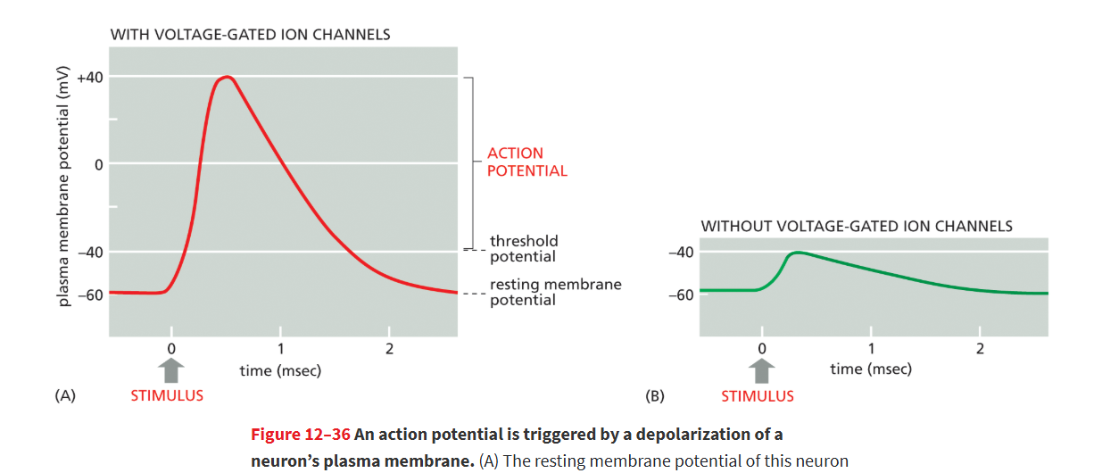 <p>The membrane becomes <strong>less negative</strong>, opening more Na⁺ channels and causing rapid depolarization to about <strong>+40 mV</strong>.</p><ul><li><p><strong>Na⁺ entry triggers more Na⁺ channels to open</strong>, creating a positive feedback loop and action potential</p></li></ul><p></p>
