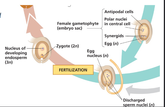 <p>Female gametophyte of a typical angiosperm contains 7 cells:</p><ul><li><p>3 antipodal cells</p></li><li><p>1 central cells</p></li><li><p>2 synegrid cells</p></li><li><p>1 egg cell</p></li></ul><p></p><p>Every cell is haploid expect for the central cells. Central cell is however going to be pollinated and develops into a triploid endosperm (3N)</p>