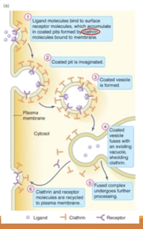 <ul><li><p>a type of transport that involves the movement of substances into and out of the cell via vesicles. </p></li><li><p>This process can include mechanisms such as <u>phagocytosis</u>, where large particles are engulfed, or <u>receptor-mediated endocytosis</u>, which is specific to certain molecules. </p></li><li><p><span style="background-color: transparent;"><u>Trans</u>cytosis is the process of moving substances across a cell by capturing them in vesicles on one side and releasing them on the other. </span></p></li><li><p><span style="background-color: transparent;">Paracellular transport is a mechanism that allows substances to pass between cells, typically occurring through tight junctions, facilitating the movement of ions and small molecules across epithelial layers. </span></p></li></ul><p></p>