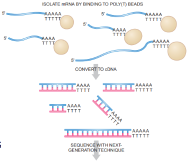 <p><span>RNA-sequencing: A method to sequence and quantify RNA molecules</span></p><ul><li><p><span>Provides a snapshot of the transcriptome (all RNA molecules in a cell at a given time including: m/r/tRNA and noncoding RNA)</span></p></li><li><p><span>Dynamic —> changes conditions, cell types, diseases</span></p></li><li><p><span>RNA shows <strong>active gene expression </strong>vs. DNA showing potential gene expression</span></p></li><li><p><span>reveals functional output of genome, regulatory changes</span></p></li></ul><p><span>Answers:</span></p><ul><li><p><span>Which genes are expressed?</span></p></li><li><p><span>How much are they expressed?</span></p></li><li><p><span>Are there alternative transcripts?</span></p></li></ul><p></p>