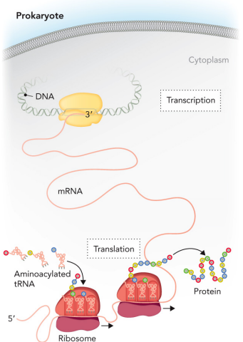 <p>In bacteria, the concentration of a given mRNA dictates production of the protein it encodes. mRNA concentration depends on two factors:</p><ul><li><p>the rate of mRNA synthesis</p></li><li><p>the rate of mRNA degradation</p></li></ul><p></p><p>The three elements of gene control in prokaryotes are, in order of importance:</p><p>1. transcription initiation</p><p>2. RNA turnover (nuclease degradation)</p><p>3. transcription termination</p><p></p>