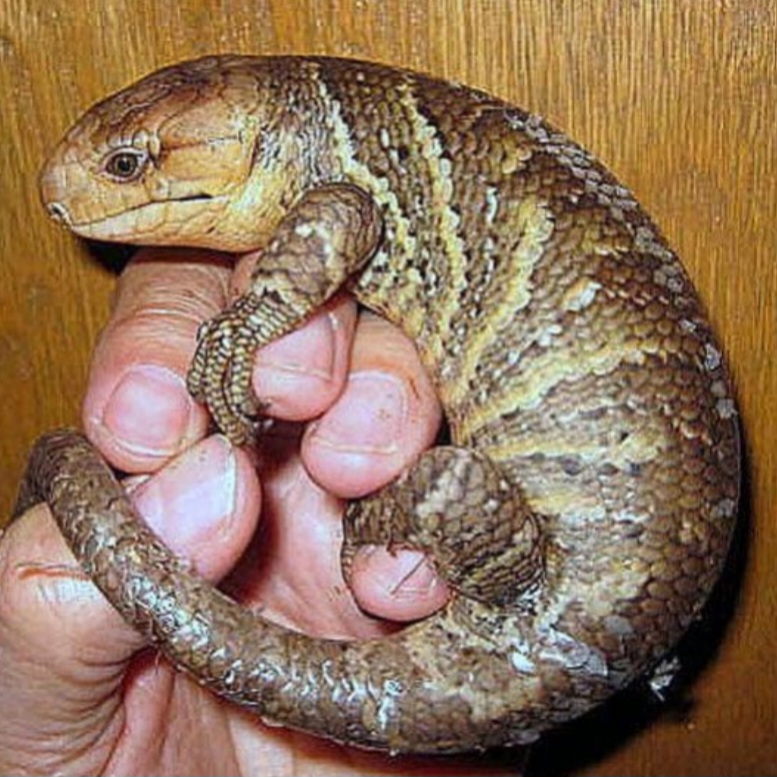 <p>name this animal</p>