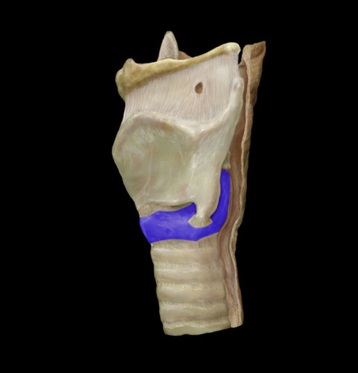 <p>-the ring-shaped structure that forms the lower portion of the larynx</p><p>-connects to 1st ring of trachea</p>