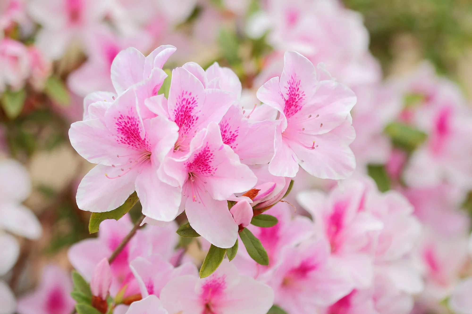 <p>are flowering shrubs that can be toxic to pets when ingested, causing symptoms such as vomiting and diarrhea. </p>