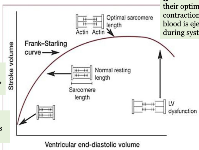 <p>Frank-Starling Law: highlights intrinsic ability of the <strong>heart</strong> to <strong>adjust</strong> the force of its contraction in response to changes in ventricular filling (<strong>EDV</strong>)</p><p>1-when venous return inc, more blood fills heart during diastole</p><p>2-this inc volume stretches ventricular walls, lengthening sarcomeres</p><p>3-as sarcomeres approach optimal length, force of contraction inc → greater volume of blood ejected from heart during systole (SV)</p>