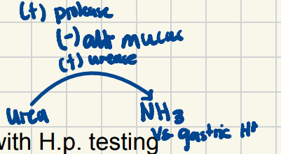 <p>b. NH₃</p>