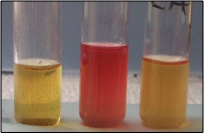 <p>mixed acid fermentation</p><p>detection of high acid production, a positive result is a red color</p>