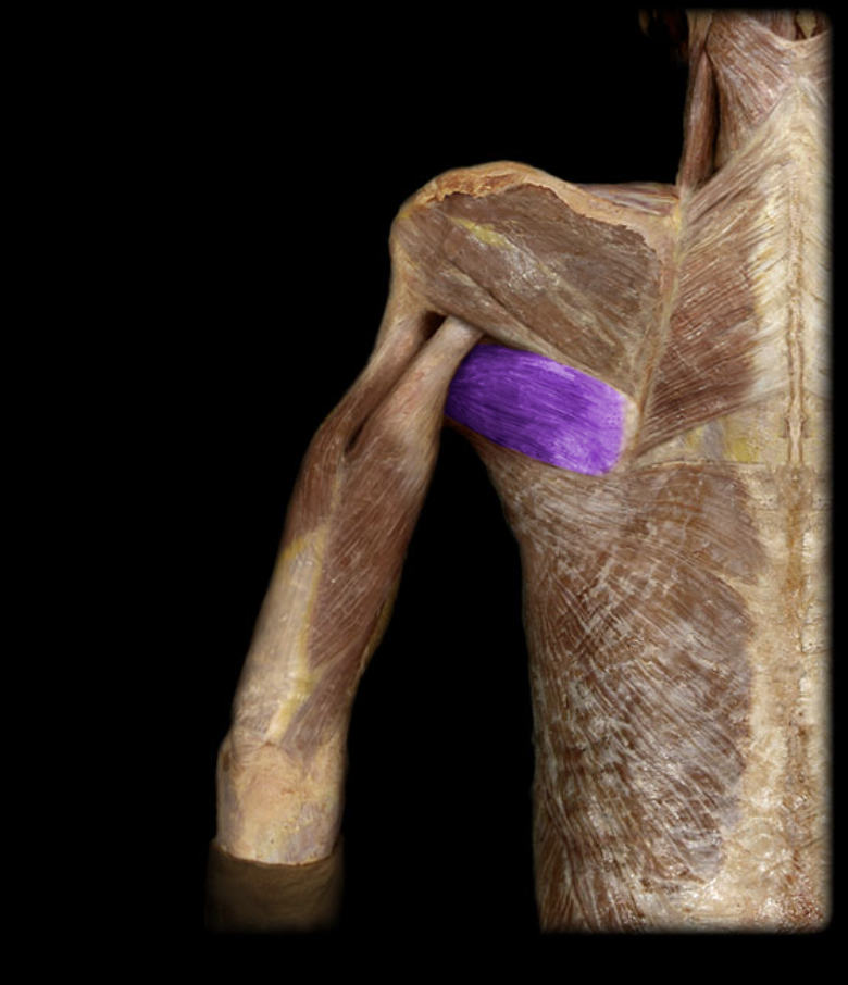 <p>Identification.</p>