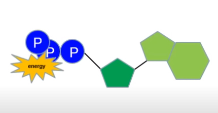 <p><span>Where is most ATP produced?</span></p>