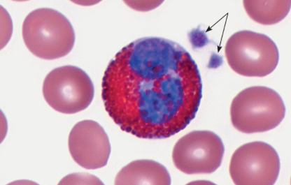 <p>Characteristics of Eosinophils </p>