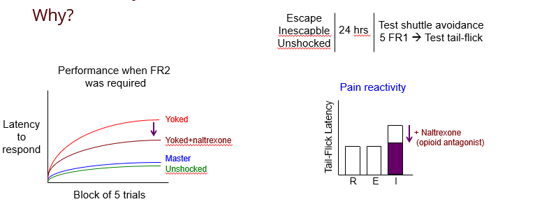 <p><strong><u>Learned helplessness can be conditioned in most mammalian species</u></strong></p><p>But Why? Experiment:</p><p>Groups: </p><ol><li><p>Escapable shock → Master </p></li><li><p>Inescapable shock → Yoked </p></li><li><p>Unshocked control </p></li></ol><p><strong><u>Then, measure tail flick latency (pain sensitivity test)</u></strong></p><p></p><p><strong><u>Findings: </u></strong></p><p>Normal Reaction: w/o Naltrexone </p><ul><li><p>After IE → brain releases opioids </p></li><li><p>Animals feel less pain so <u>less likely to learn. </u></p></li></ul><p>Reaction with Naltrexone: </p><ul><li><p>Naltrexone blocks the endogenous opioids </p></li><li><p>Pain is felt normally → <u>more likely to learn.</u></p></li></ul><p></p><p></p>