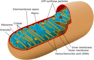 <p><span style="line-height: 115%;"><strong>Mitochondria: </strong></span>Site of aerobic respiration, Krebs cycle and electron transport chain.</p><p><span style="line-height: 115%;"><strong>Cristae: </strong>folded inner membrane inside mitochondrion (increases surface area).</span></p><p><span style="line-height: 115%;"><strong>Mitochondrial matrix: </strong>&nbsp;is fluid inside inner membrane.</span></p><p><span style="line-height: 115%;"><strong>The intermembrane space: </strong></span>is space between inner and outer membranes.</p>