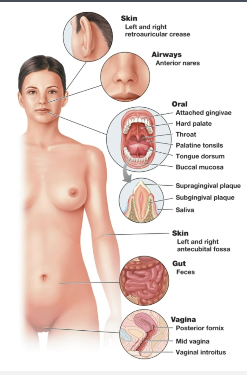 <p>approximately 10^13. They are not evenly distributed — different bacteria classes are present in different ratios depending on system (e.g. skin, urogenital tract, gastrointestinal tract) </p>